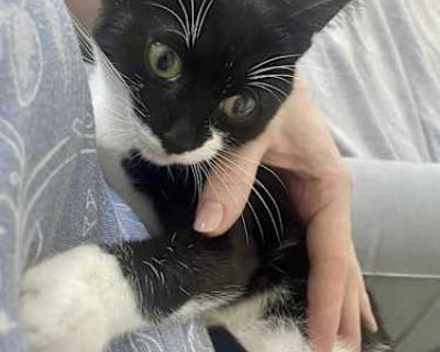 Meet Zuza! If you are interested in our kittens and would like to arrange the meet and greet at fosters homes, please complete the adoption application using the following link (copy & paste it into your browser) https://form.jotform.com/82828565257166 or text us for more info at (908) 986-2505 Our cats and kittens are allowed to be adopted anywhere in NYC/NJ/Long Island. Please note, all our k...