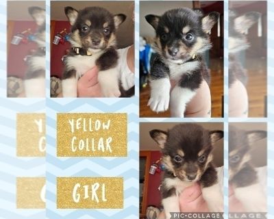 Yellow - Pembroke Welsh Corgi Female Puppy for Sale