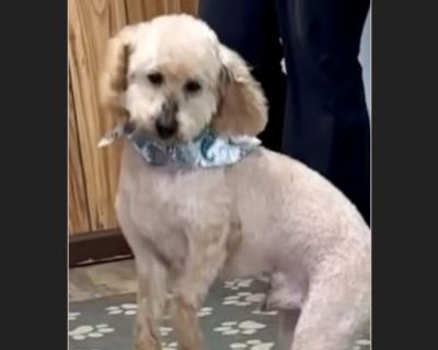 Rocky - Male Adult Golden Retriever / Poodle for Adoption