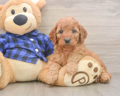 CHARDONNAY - Mini Goldendoodle Female Puppy for Sale