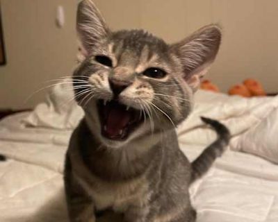 Aster (Asteroid Destroyer) is a lovable little snuggle bug with a big personality! He never turns down a good pat, a cozy cuddle, or a tasty treat. Personal space? Not really Aster s thing he prefers to be right up close, soaking in all the attention he can get from his favorite humans. Aster has a special love for paper products and toilet paper tubes, turning the simplest items into his favor...