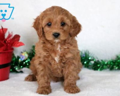 DOB:09-29-2025 (7 weeks old). Available:11-24-2025. Louie is an outstanding Cavapoo with a heart as big as his fluffy curls. Affectionate, gentle, and endlessly friendly, he s the kind of dog who makes instant friends everywhere he goes. Louie adores children and thrives in family environments. He is vet checked, vaccinated, wormed, plus the breeder provides a 1 year genetic health guarantee. H...