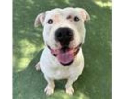 Adopt Xavier a Pit Bull Terrier, Mixed Breed