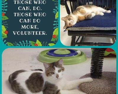 Cat Loving Volunteers Needed!