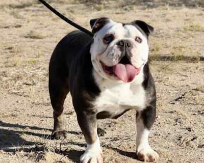 BRISKET - English Bulldog Male Dog for Adoption