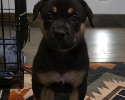 Kaos DD - German Shepherd Dog Mix Male Puppy for Adoption