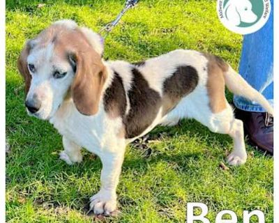 Ben - Beagle/Basset Hound Mix Male Dog for Adoption
