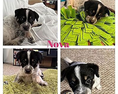 Nova - Australian Shepherd/Border Collie Mix Female Puppy for Adoption