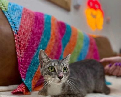 Sunshine Simpson - Domestic Shorthair Female Cat for Adoption