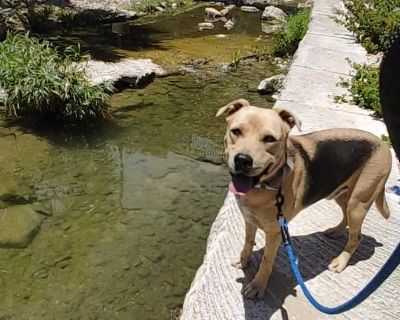 Relay - Shepherd & Shar-Pei Mix Male Dog for Adoption