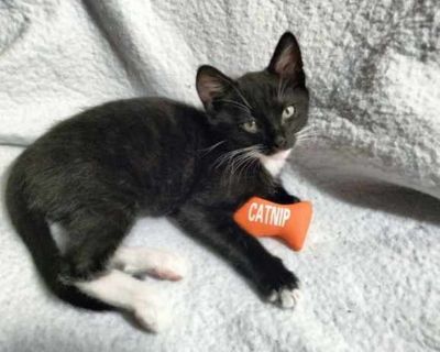 John Deere - Domestic Shorthair Male Cat for Adoption
