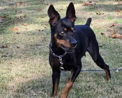Daisy - Miniature Pinscher Female Dog for Adoption
