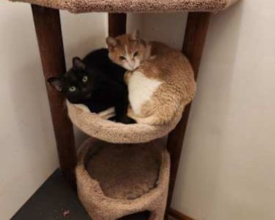 Soot - American Shorthair Female Cat for Adoption