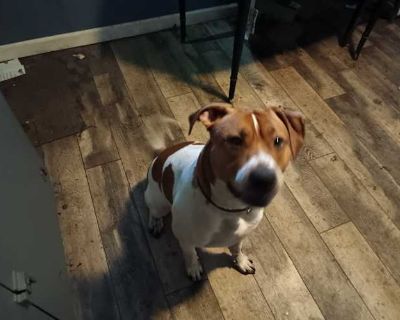 Bruno - Mutt/Jack Russell Terrier Mix Male Dog for Adoption