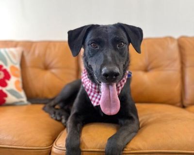 Meet Lady The Ultimate Belly Rub Lover At just a year old, Lady is the perfect mix of sweet, silly, and snuggly. Shes a total cuddle connoisseur who will dramatically flop onto her back the moment she meets you, requesting no, demanding belly rubs with the most irresistible puppy eyes. If you pause for even a second, shell politely paw at you like, Excuse me I wasnt done being adored. Lady take...