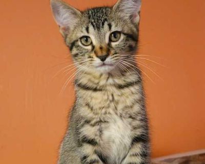 Birch NB - Domestic Shorthair Female Cat for Adoption