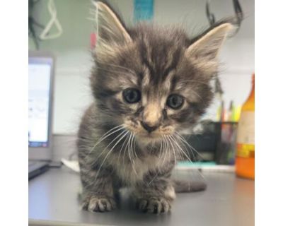 Twix - Domestic Longhair Male Cat for Adoption