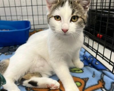 Cher is about 14 weeks old and super friendly! She is good with everyone and everything!. Characteristics Affectionate, Friendly, Playful, Loves, Smart Coat length Short House-trained Yes Health Vaccinations up to date, spayed / neutered.. Kitten Female Medium Buff & White