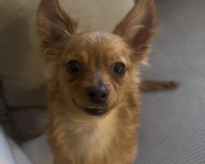 Sweet. Snuggly. Certified cuddle bug = Petunia. Petunia s story began right here in Sunnyside, where she was sadly dumped in a neighbor s front yard. She waited patiently for someone, anyone, to come back for her. No one did. But that s when her luck changed, and Sunnyside Street Dogs Rescue stepped in to give this little princess the love and safety she deserves. Now living in a loving foster ...