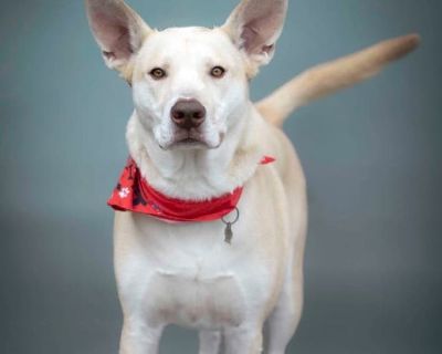 Styx - American Pit Bull Terrier Male Dog for Adoption