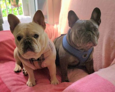 2 Male and 2 Female French Bulldog Puppies for Sale