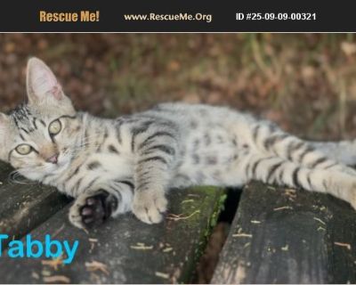 Tabby is the brother to Socks, Raven and Blue, their mom was abandoned off of Schindler in Jacksonville, she came up to me very friendly and pregnant. They do not have shelter except what I could put together to try and protect them from the rain/storms. I feed them twice a day morning and night, I have been socializing them and currently Tabby, Socks and Pip from another litter are handleable....