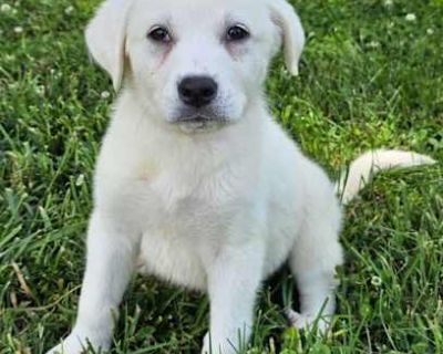 PUPPY PHOEBE - Great Pyrenees/Labrador Retriever Mix Female Puppy for Adoption