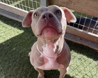 Maggie - American Pit Bull Terrier Female Dog for Adoption