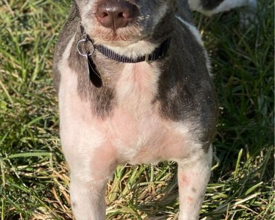 Asher - Schnauzer Male Dog for Adoption