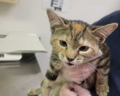 Breed Domestic Shorthair Color Gray or Blue Age 3 months old, Kitten Sex Female Pet ID 38638 Hair Length