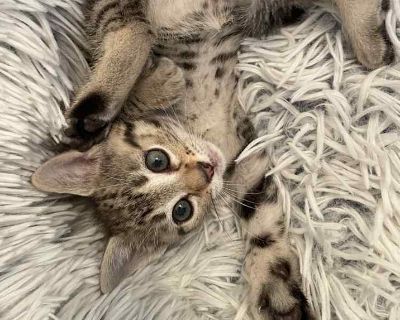 Fern - Domestic Shorthair Male Kitten for Adoption