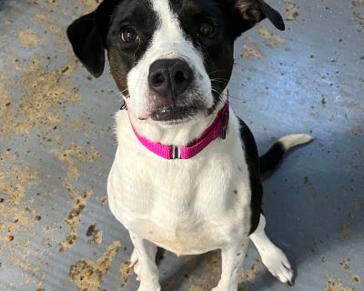 Rosie - Border Collie & Pit Bull Terrier Mix Female Dog for Adoption