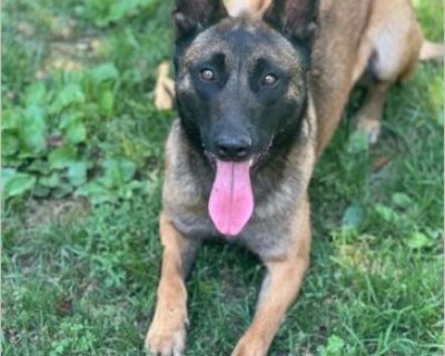 Koda - Female Puppy Belgian Malinois for Adoption