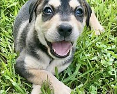 Buttercup - Labrador Retriever Male Puppy for Adoption