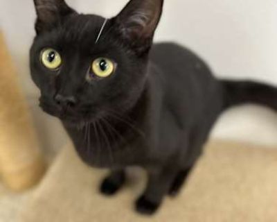 Meet Twix, Cadbury, and Abba Zabba. This sweet litter of kittens was found by a good Samaritan and brought to the shelter. They may have had a rough start in life, but they are blossoming now! They are full of energy, climbing all over the cat towers and chasing one another and all their new friends all over the kitten room. While this is their usual pace, they are also always up for a cuddle. ...