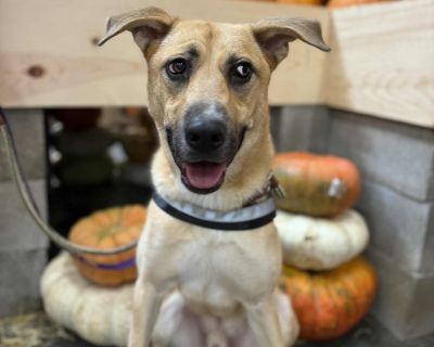 DUKE NEEDS FOSTER OR ADOPTER - German Shepherd Dog Mix Male Dog for Adoption