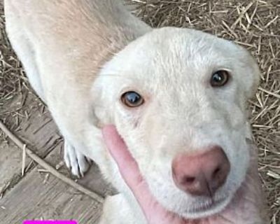 Annie - Labrador Retriever Female Puppy for Adoption