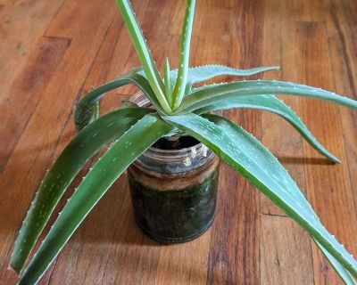 Aloe plant