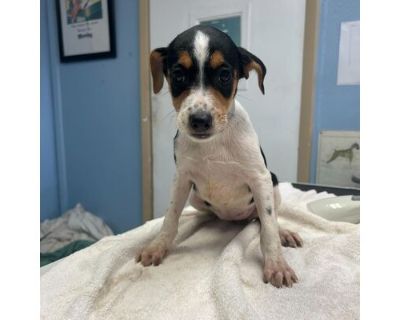 Cloe - Mixed Breed (Small)/Pointer Mix Female Puppy for Adoption