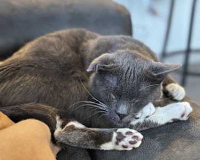 Moro is a playful, funny, and sweet cat that was born on July 16, 2024. He enjoys sunbathing by big windows, playing with toys (especially ones with feathers or strings), or scratching his scratch post. He would thrive in a home with either another cat or even a dog as he has always lived with both. I can provide as many pictures of him as you may want even pictures from the day he was born if ...