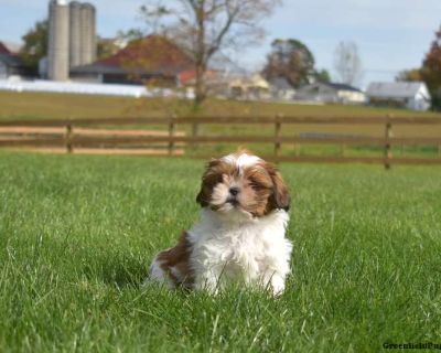 Kiki - 10 Weeks Female Shih Tzu Puppy for Sale