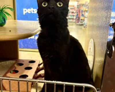 Carmilla(C000-334) - Pico Rivera Petsmart - Domestic Mediumhair Female Cat for Adoption