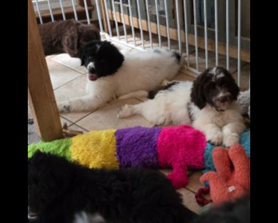 JoJo Litter - Newfoundland Dog & Great Pyrenees Mix Male Puppy for Adoption