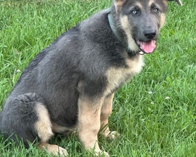 2 Male and 2 Female German Shepherd Dog Puppies for Sale