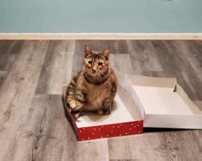 My friend inherited this cat from a police office that has passed away and she can no longer keep her. She got the bad end of a divorce, and now has moved in with her mom and her mom will not allow the cat.The shelter told me to put her outside, as they only accept sick or injured cats and she has never been an outside cat, I don't think she would survive. I've only got a few days to find her a...