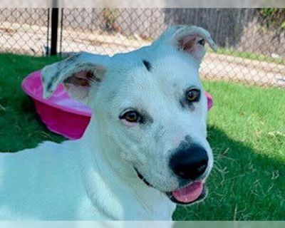 SNICKERS - Labrador Retriever Mix Male Adult Dog for Adoption