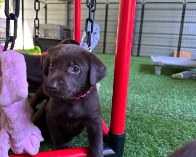 6 Male and 4 Female Labrador Retriever Puppies for Sale