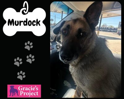 Murdock - German Shepherd Dog Male Dog for Adoption