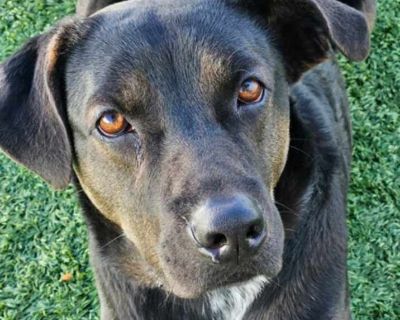 Davis - Labrador Retriever Male Dog for Adoption