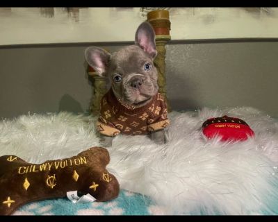 5 Male and 3 Female French Bulldog Puppies for Sale